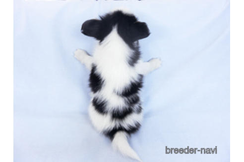 成約済の千葉県のパピヨン-162711の4枚目