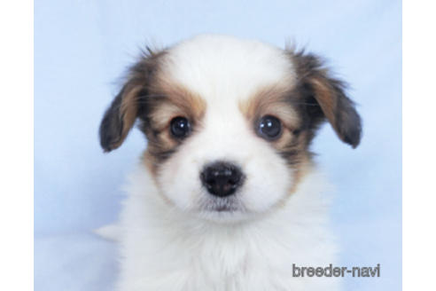 成約済の千葉県のパピヨン-162715の1枚目