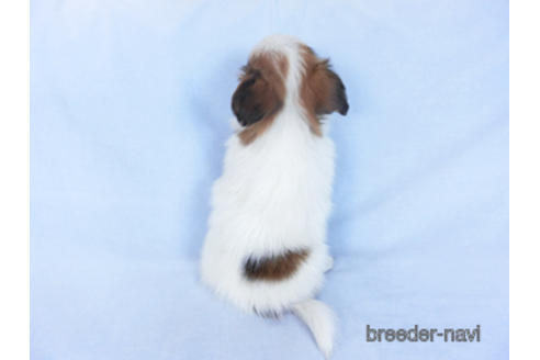 成約済の千葉県のパピヨン-162715の4枚目