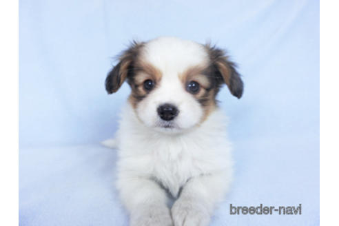 成約済の千葉県のパピヨン-162715の3枚目