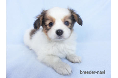 成約済の千葉県のパピヨン-162715の2枚目