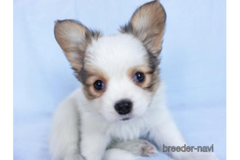 成約済の千葉県のパピヨン-162721の16枚目