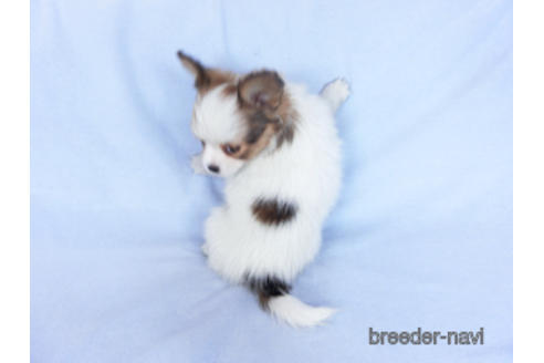 成約済の千葉県のパピヨン-162721の15枚目