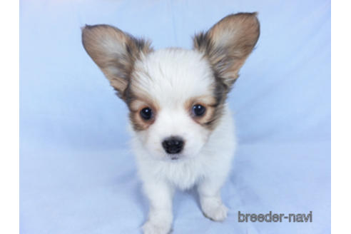 成約済の千葉県のパピヨン-162721の13枚目