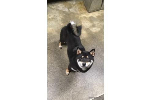 のの柴犬-