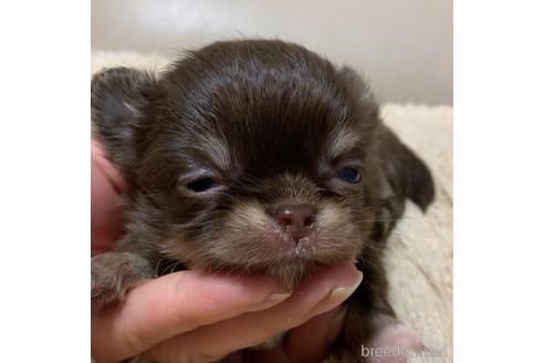 成約済の愛知県のチワワ(ロングコート)-164770の7枚目