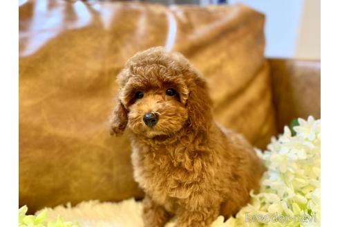 成約済の埼玉県のトイプードル-164771の6枚目