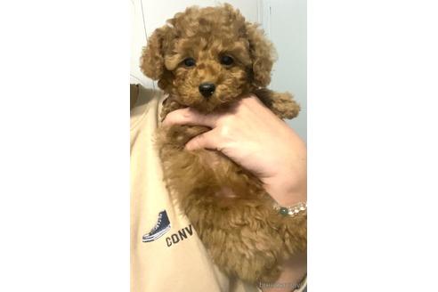 成約済の茨城県のタイニープードル-162649の1枚目
