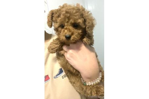 成約済の茨城県のタイニープードル-162649の3枚目