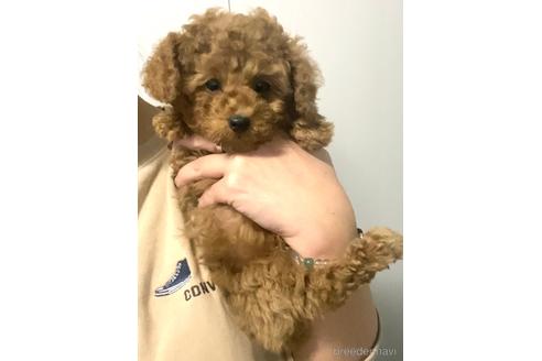 成約済の茨城県のタイニープードル-162649の5枚目