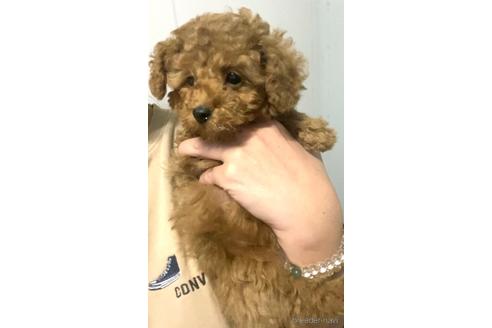 成約済の茨城県のタイニープードル-162649の4枚目