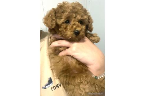 成約済の茨城県のタイニープードル-162649の2枚目