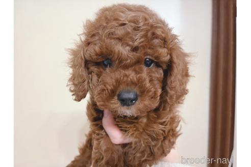 成約済の東京都のトイプードル-164781