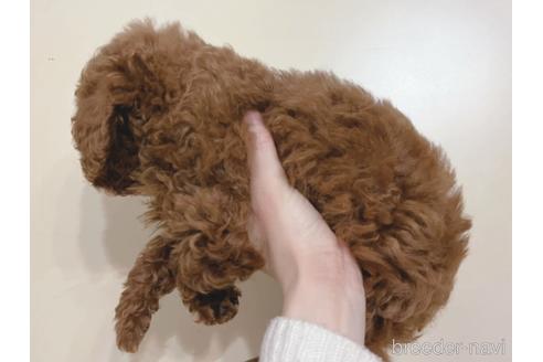 成約済の東京都のトイプードル-164781の3枚目