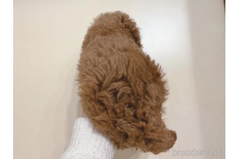 成約済の東京都のトイプードル-164781の2枚目