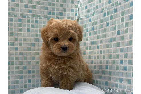 子犬