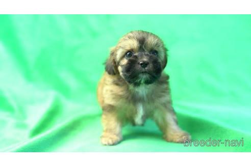 成約済の東京都のミックス犬-164828の2枚目