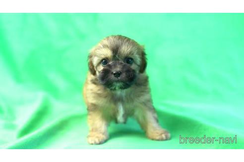 成約済の東京都のミックス犬-164828の1枚目