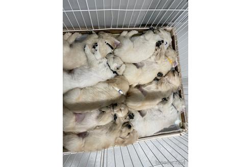 成約済の愛知県のゴールデンレトリーバー-162479の2枚目