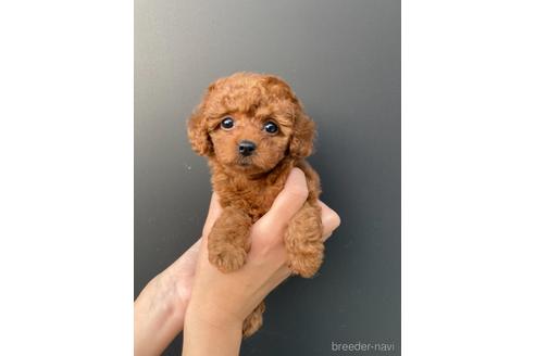 成約済の愛媛県のティーカッププードル-161216の1枚目