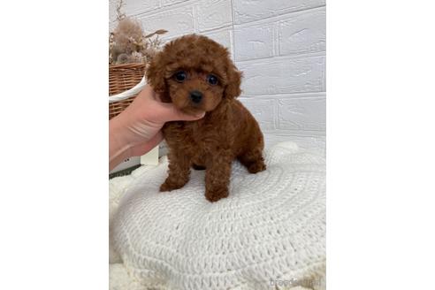 成約済の愛媛県のティーカッププードル-161216の2枚目