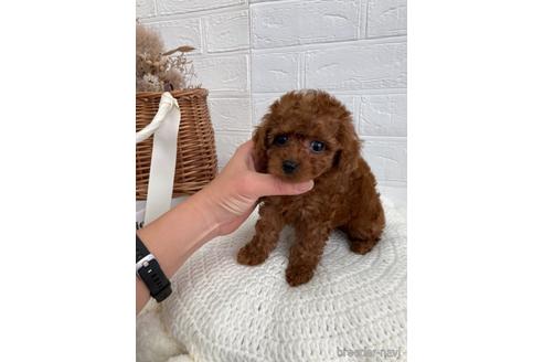 成約済の愛媛県のティーカッププードル-161216の6枚目