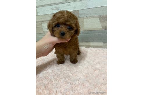 成約済の愛媛県のティーカッププードル-161216の7枚目