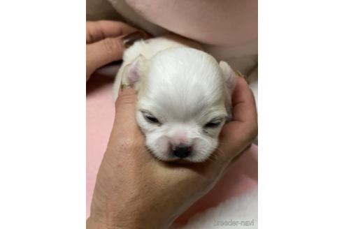 成約済の愛媛県のチワワ(ロングコート)-164890の14枚目