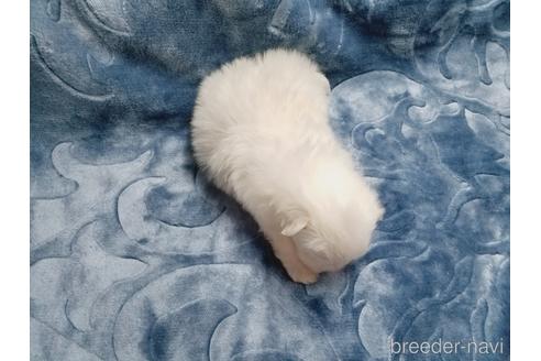 成約済の茨城県のマルチーズ-164891の3枚目