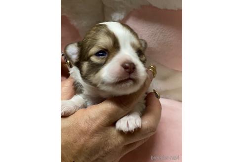成約済の愛媛県のチワワ(ロングコート)-164893の4枚目