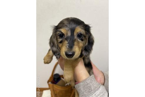成約済の千葉県のミニチュアダックスフンド(ロングヘアード)-163037の1枚目