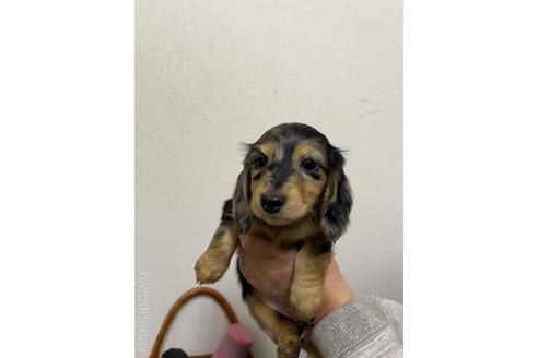 成約済の千葉県のミニチュアダックスフンド(ロングヘアード)-163037の2枚目