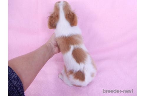 成約済の千葉県のチワワ(ロングコート)-164913の2枚目