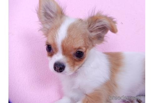 成約済の千葉県のチワワ(ロングコート)-164913の4枚目