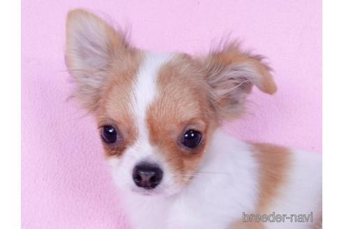 成約済の千葉県のチワワ(ロングコート)-164913の3枚目