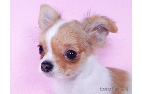 成約済の千葉県のチワワ(ロングコート)-164913の5枚目