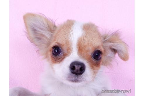 成約済の千葉県のチワワ(ロングコート)-164913