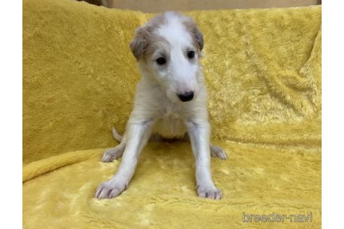 京都府のボルゾイ 女の子 21 12 19生まれ ホワイト 白 子犬id ブリーダーナビ 京都府のボルゾイ 女の子 21 12 19生まれ ホワイト 白 子犬id ブリーダーナビ