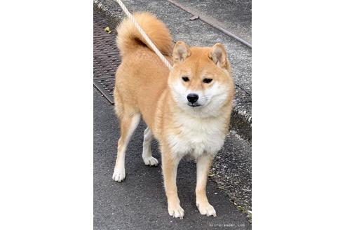 成約済の埼玉県の柴犬-164685の3枚目
