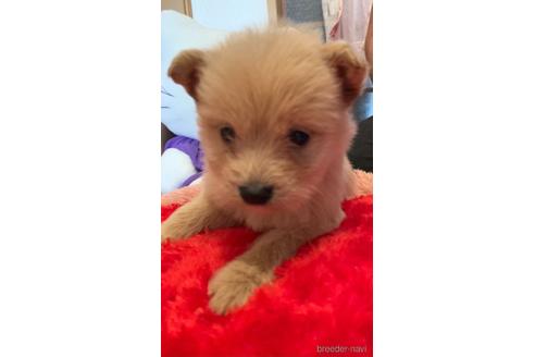 成約済の福岡県のミックス犬-164934の2枚目
