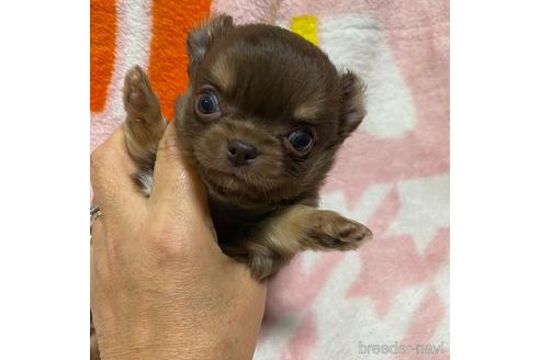 成約済の三重県のチワワ(ロングコート)-164997の3枚目