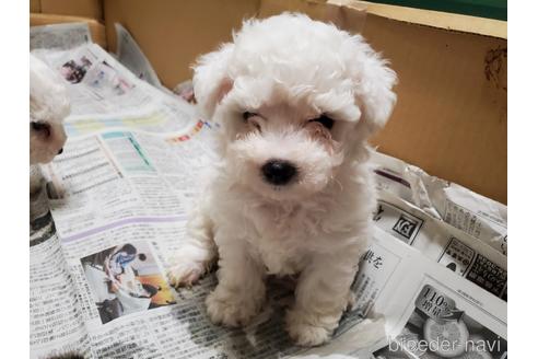 成約済の愛知県のビションフリーゼ-164330