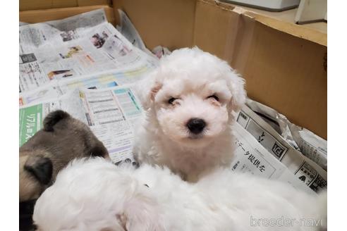 成約済の愛知県のビションフリーゼ-164330の3枚目