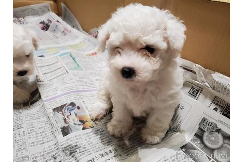 成約済の愛知県のビションフリーゼ-164330の5枚目