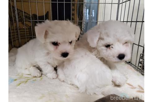 成約済の愛知県のビションフリーゼ-164330の2枚目