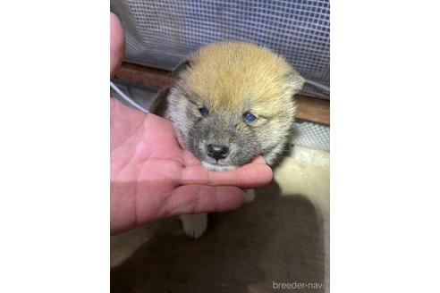 成約済の広島県の柴犬-161214の4枚目