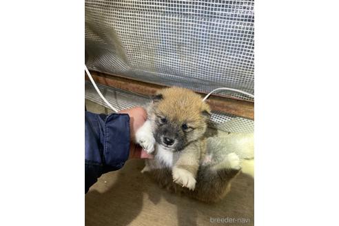 成約済の広島県の柴犬-161214の3枚目