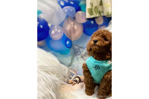 成約済の福岡県のトイプードル-163967の1枚目