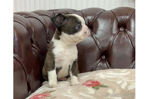 成約済の香川県のボストンテリア-165027の2枚目