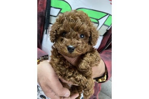 成約済の静岡県のトイプードル-165030